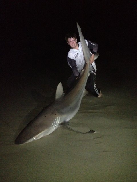 another huge south coast shark.